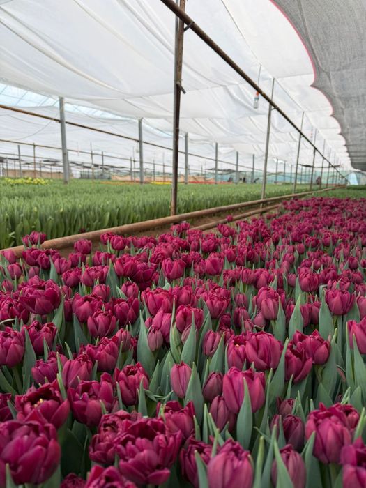 Тюльпаны оптом и в розницу