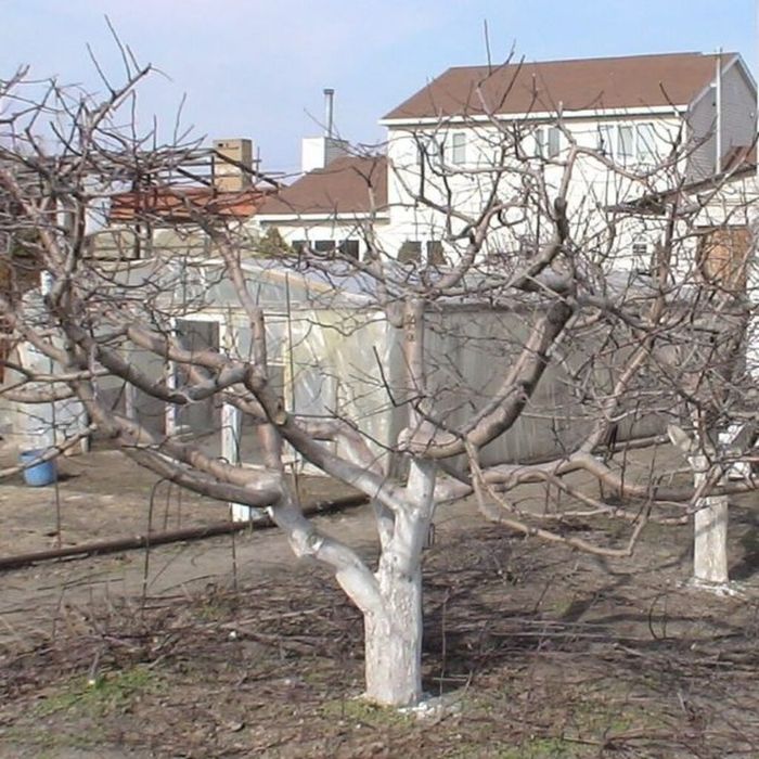 Дори сепиш, Обработка, Удобрения, обрезка деревьев. Садовник Богбон.