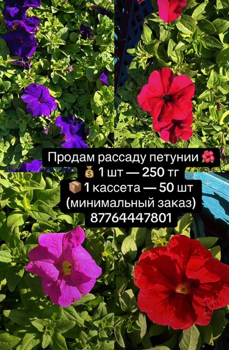 Продам. Саженцы петунии