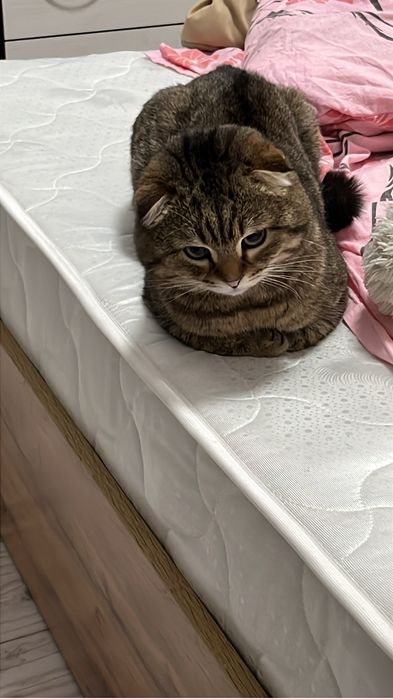 Продам кота,вислоухого