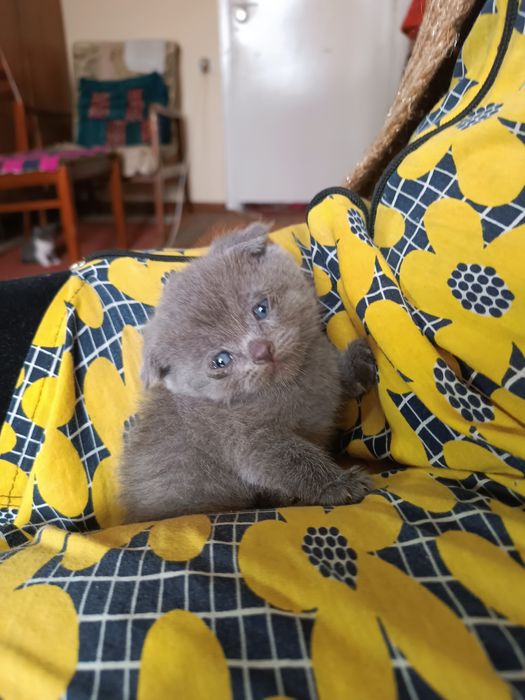 Продаются котята британцы