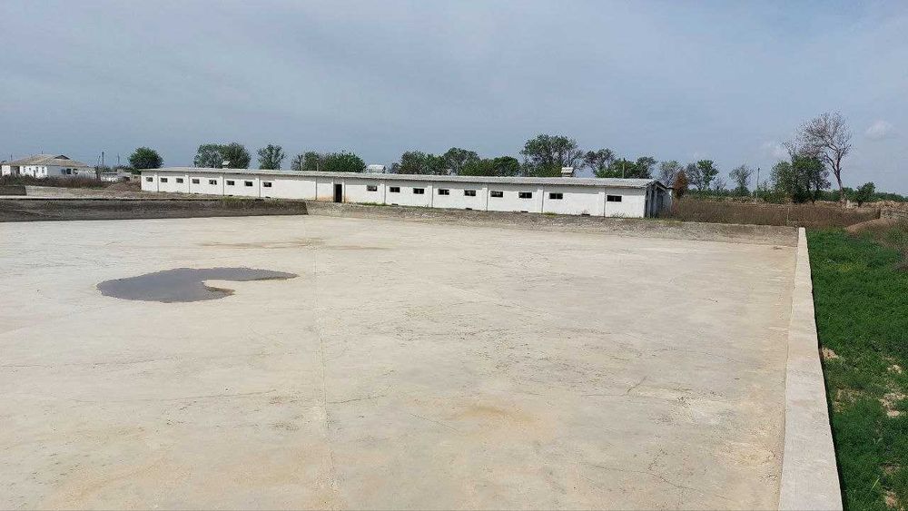 Chorvachilik fermasi