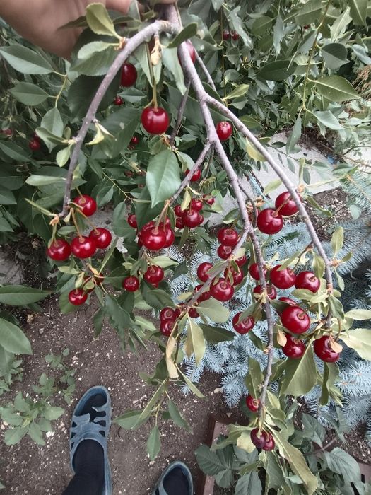 Продам вишню дачную