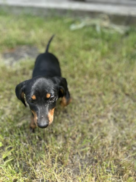 Teckel de vanzare jucaus in cautarea unei familii