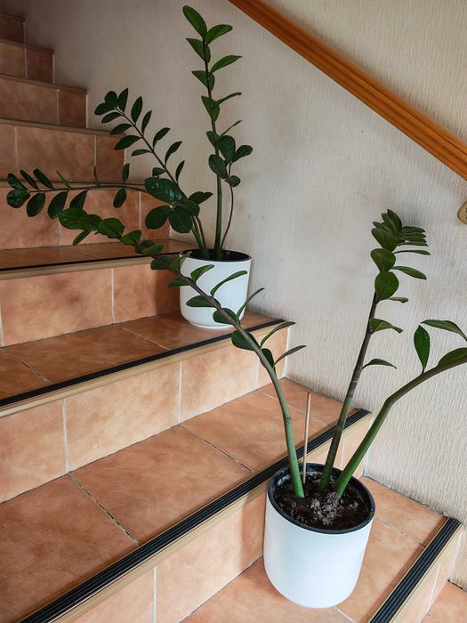 Продам денежное дерево