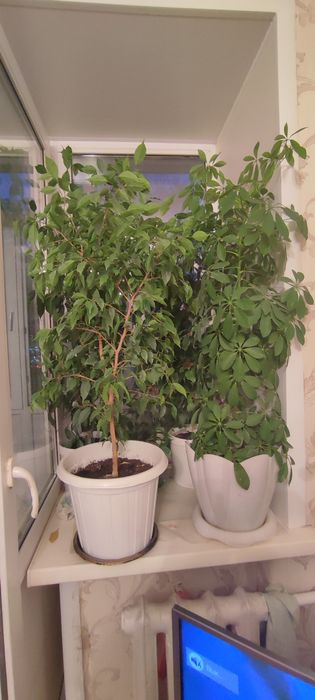 Продам комнатные растения