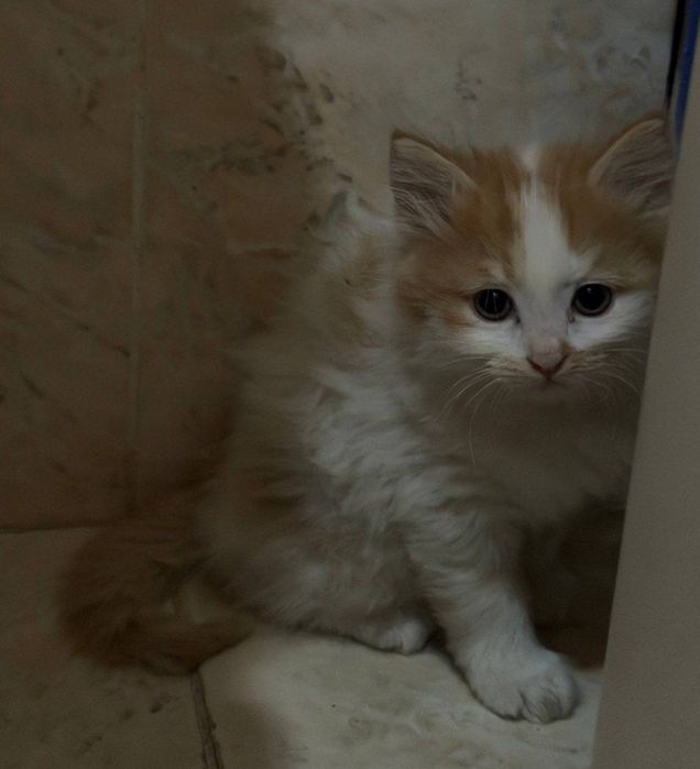 Продается котята от шиншиллы и британского длинношерстногоо