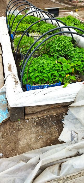 Продам рассаду помидор 100т