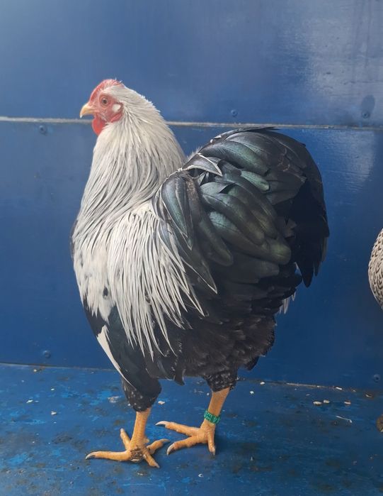 Pereche Wyandotte pitic argintiu cu duble benzi