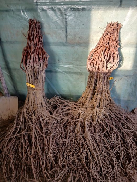 Butasi vita de vie altoita si hibrid