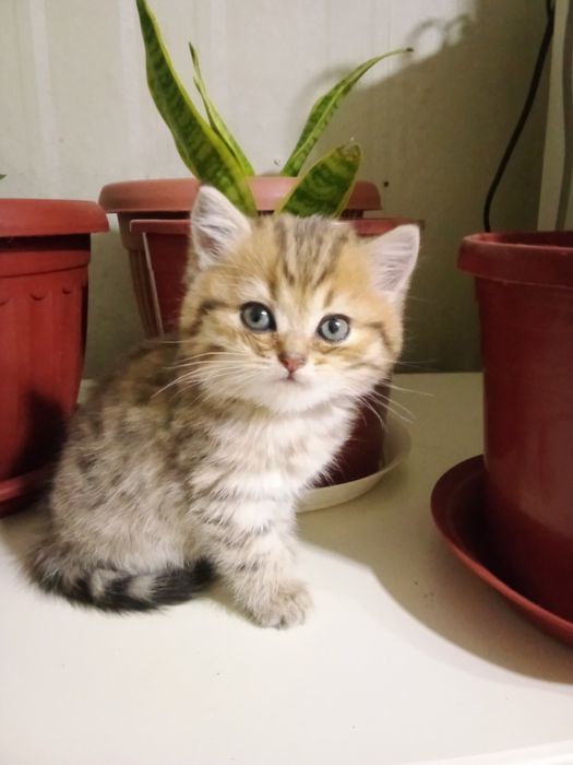 Котята британцы девочки