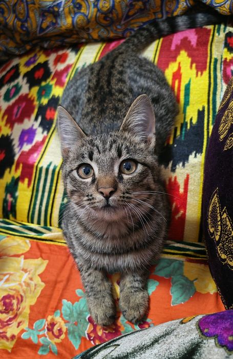 Ichki kiyim, shahvoniy külotlardan tashqari, qattiq toy liboslari odatda tanlovni kamaytiradi