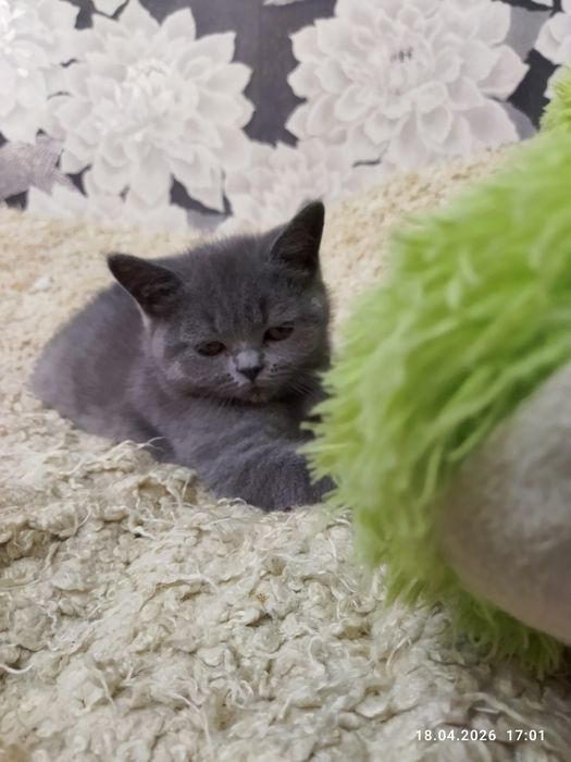 Продается чистокровный британский котенок