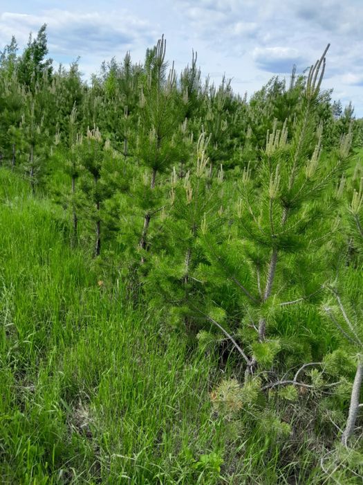 Сосна обыкновенная