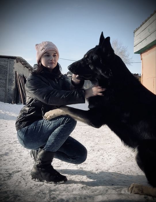 Щенки ВЕО с документами СКК