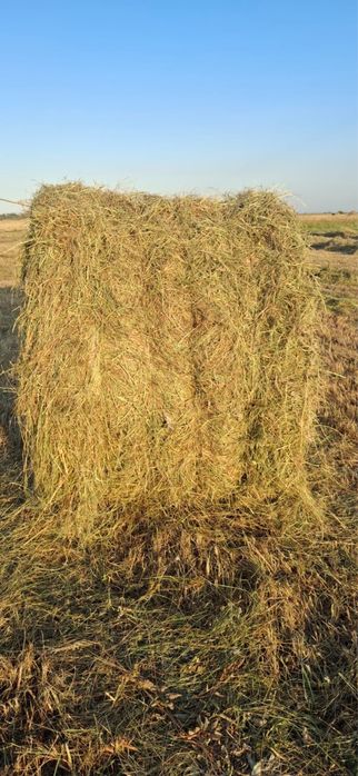 Рулон хороший этого года