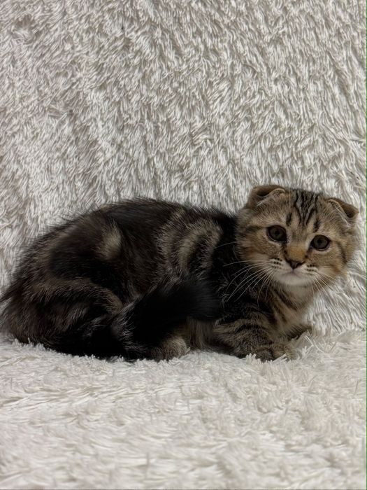 Шотландский котик.Скоттиш Документы.