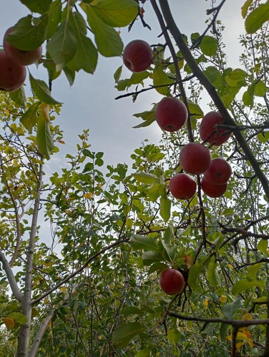 Продам дачу гТекели
