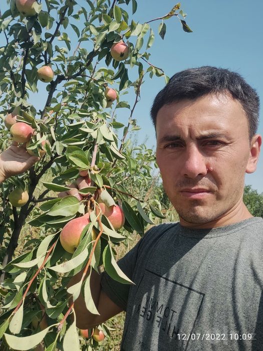 Богдорчилик ва кучатлар