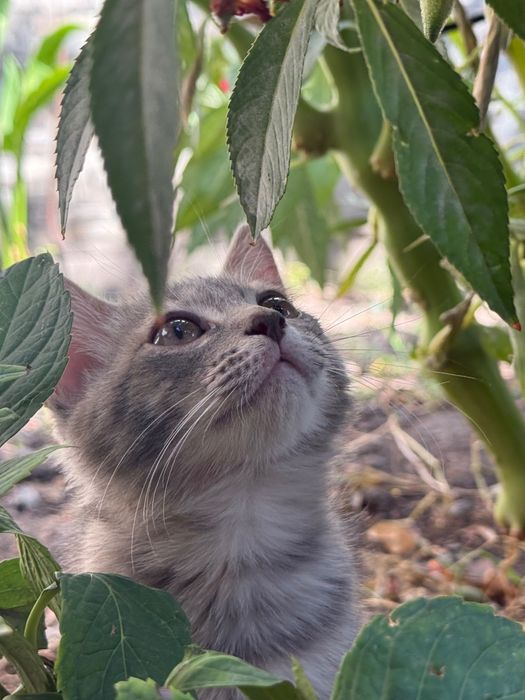 Отдам котенка в добрые руки