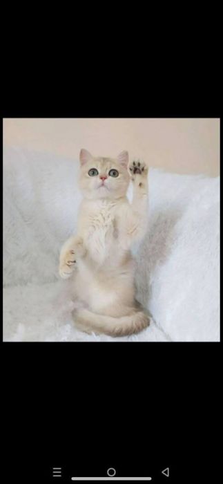 Продается британский котенок ау12