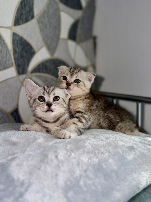 Котята Актобе скоттиш фолд