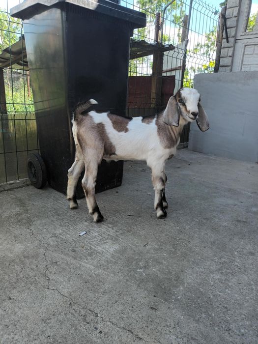 Vând Țap Anglonubian