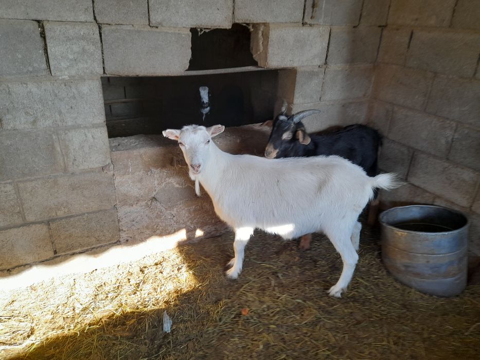 Продам занин каза