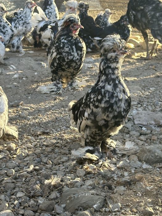 Карликовые куры