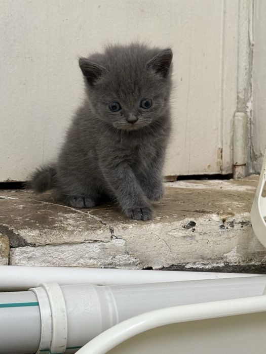 Продаю чистокровных котят скоттиш фолд и скоттиш страйт