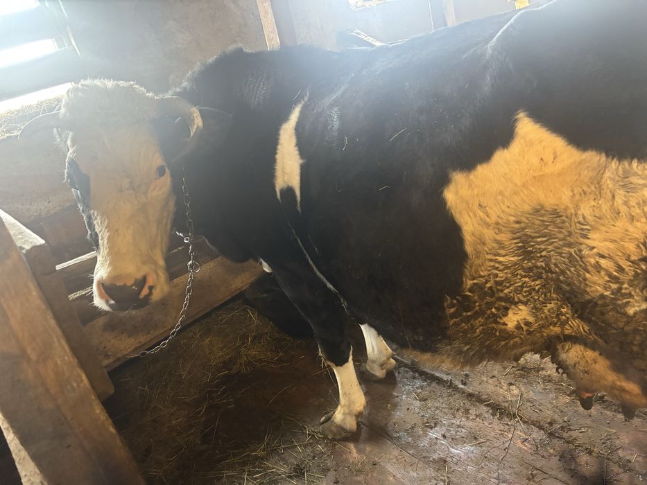 Vand vaca fatata cu vitel de 2 luni jumate