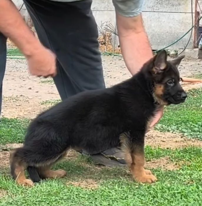 Pui ciobanesc german cu pedigree top