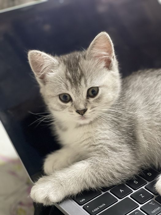 Котенок 2,5 месяца