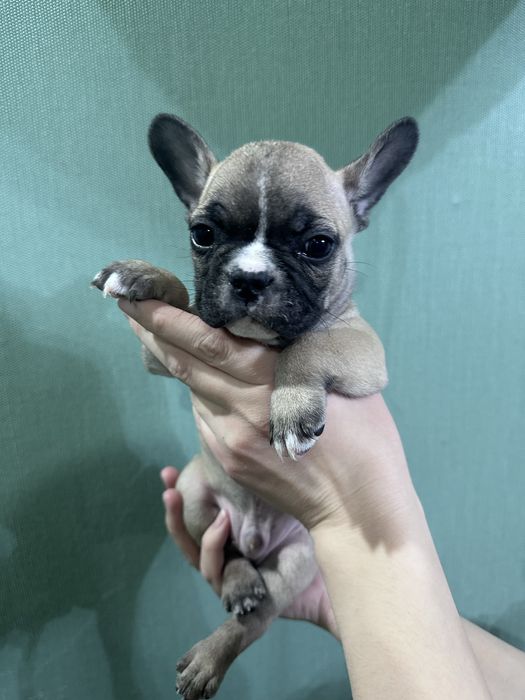 Французский  бульдог