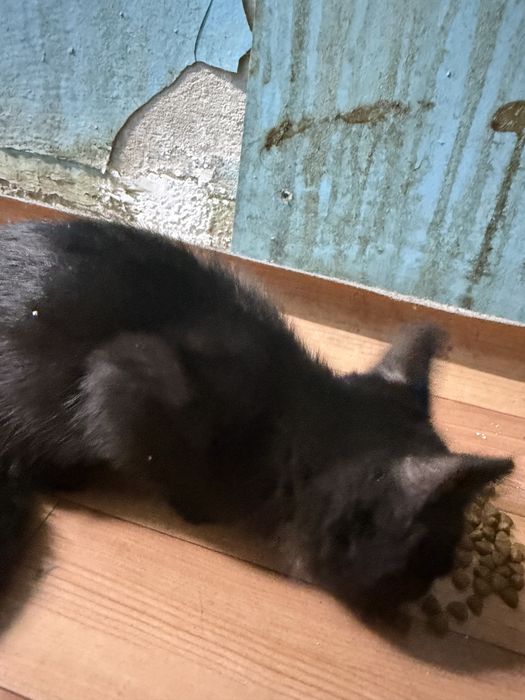 ищем котёнку дом