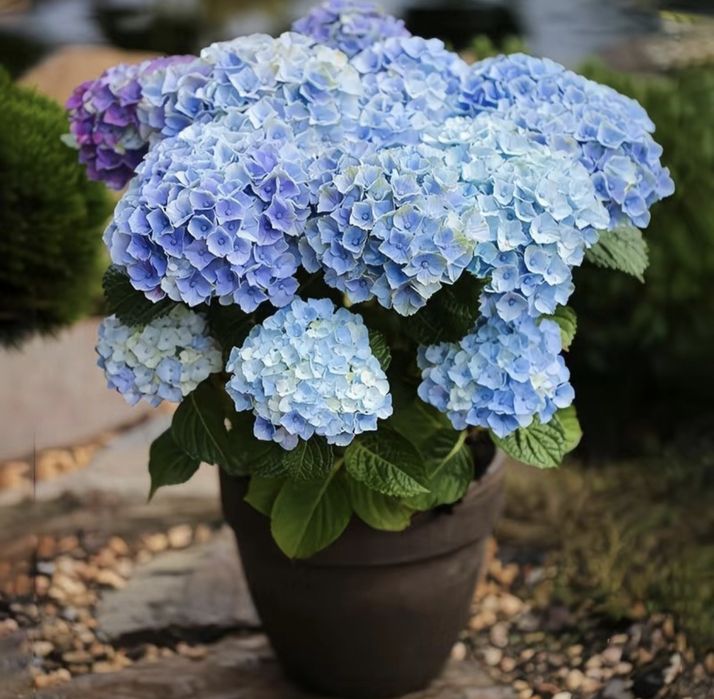 Гортензия садовая