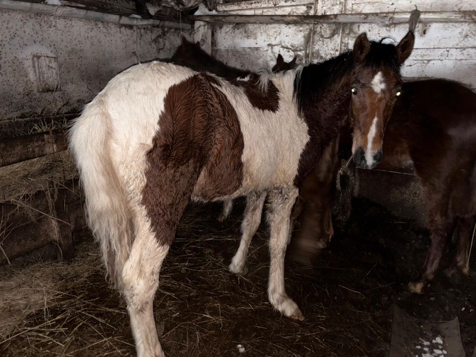 Жабагылар,Жеребята