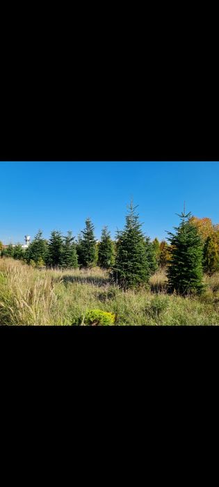 Tei, Platan, Mestecan, Salcam, Brazi ,Tuia ,Artari etc.