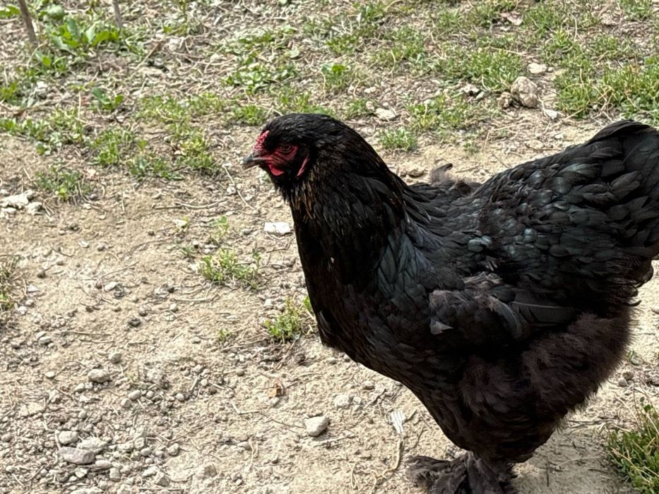 Хонаги товуклар ва хурозлар