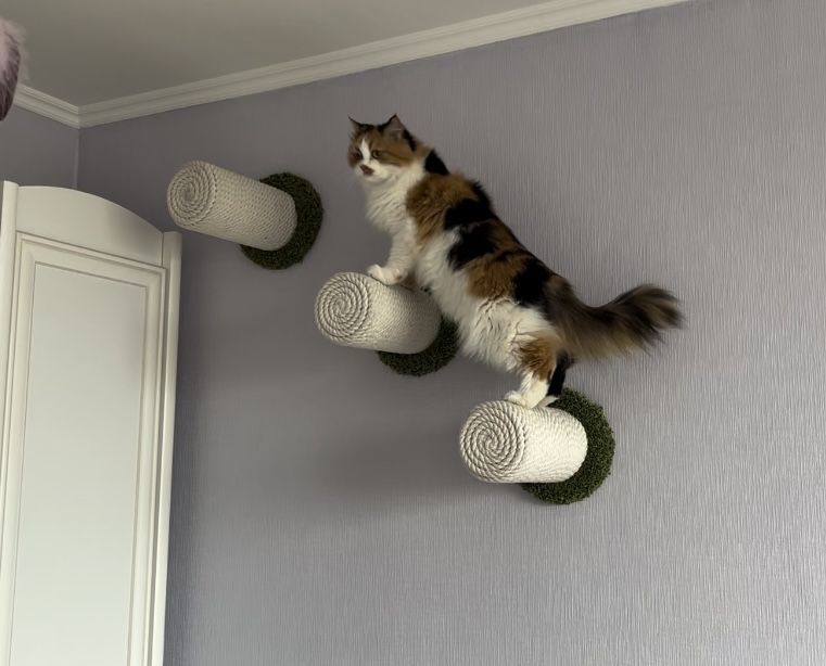 Когтеточки жердочки