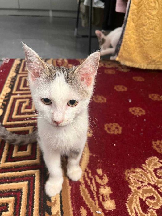 Отдам котят/ Mushukchalarni beraman