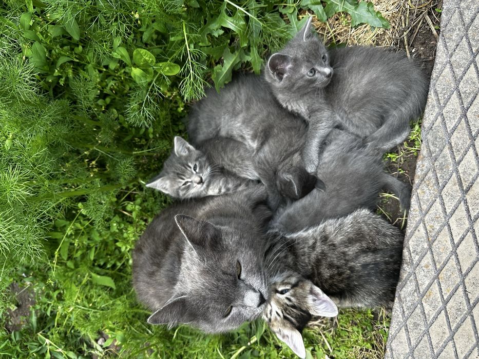 Котята бесплатно