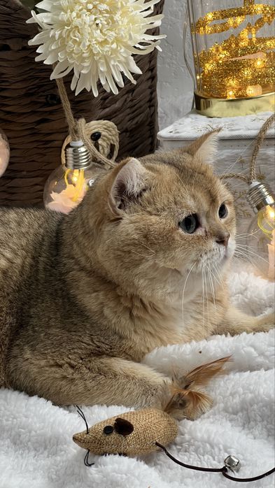 Вязка чистокровный британец