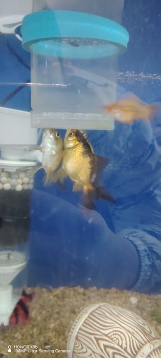 Аквариумные рыбки