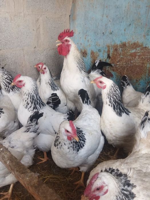Продам куры домашние