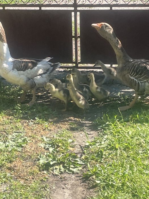 Vand Gasca  gascan cu boboci