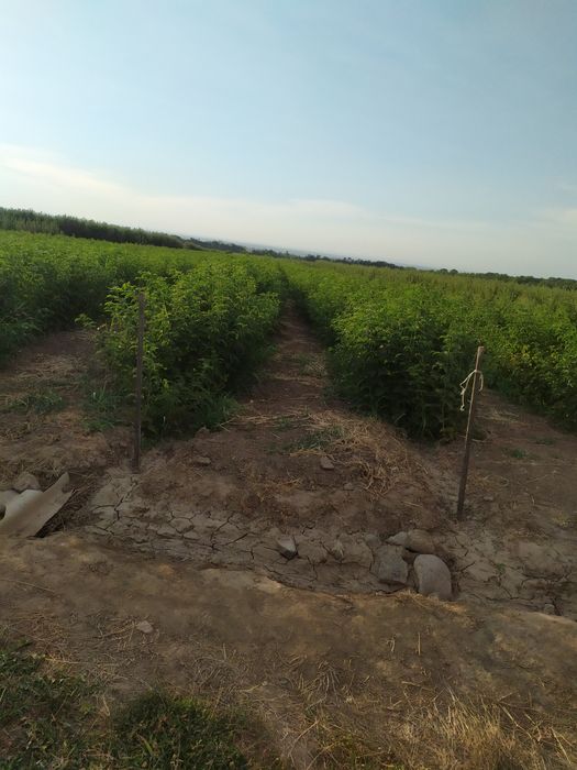 Продам Землю кха