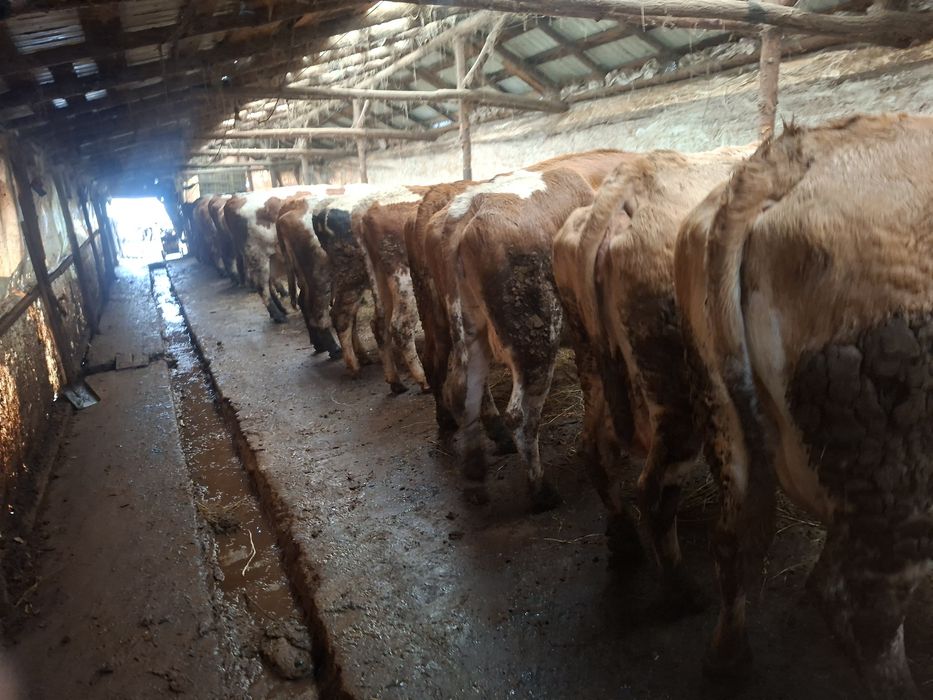 Vaci baltate de vânzare