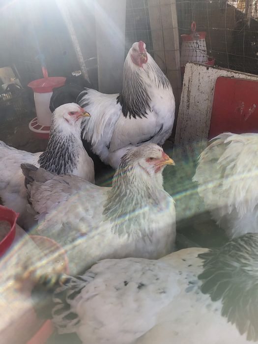 Pui si oua din  rasa Brahma HD,albastru,potarnichiu si Plymouth rock b