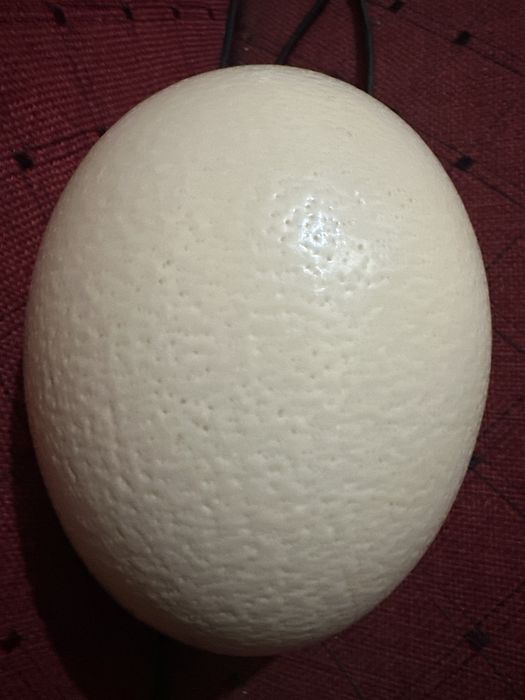 Яицо инкубацонни страуса